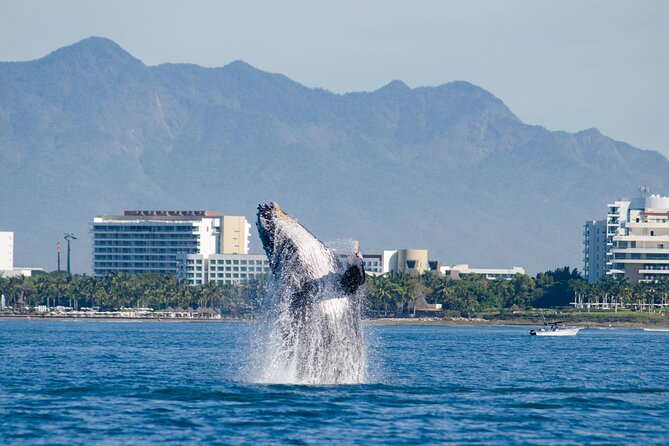 Whale Watching Cruise In Puerto Vallarta & Nuevo Vallarta - The catamaran setup: comfort, shade, and photo-ready viewing