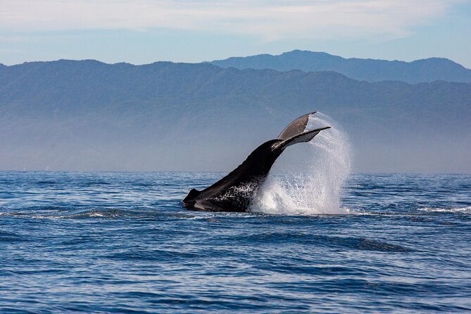 Whale Watching Cruise In Puerto Vallarta & Nuevo Vallarta - What the itinerary feels like in real time