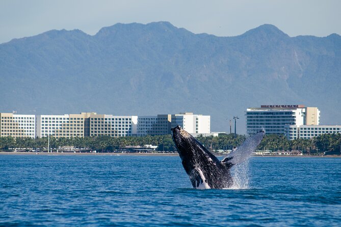 Whale Watching Cruise In Puerto Vallarta & Nuevo Vallarta - Open bar included: what you can drink, and how it changes the vibe