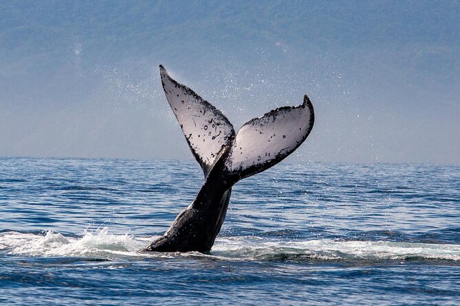 Whale Watching Cruise In Puerto Vallarta & Nuevo Vallarta - Meeting point at Puerto Mágico: how to avoid the busy-kiosk scramble