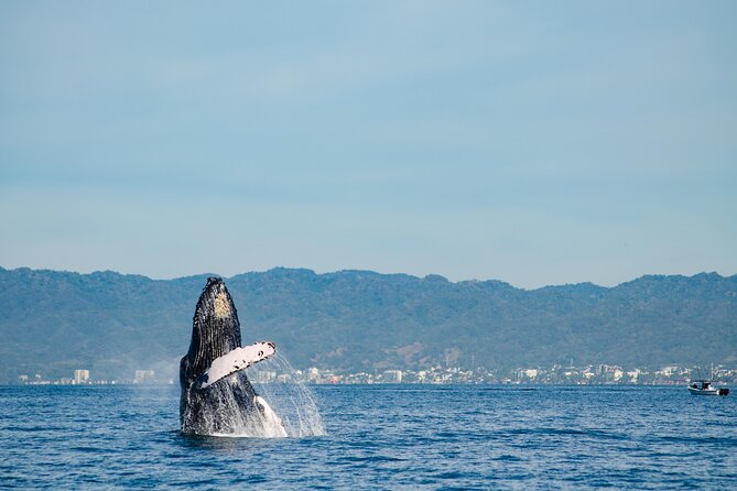 Whale Watching Cruise In Puerto Vallarta & Nuevo Vallarta - Bay of Banderas wildlife time: what your captain is actually doing