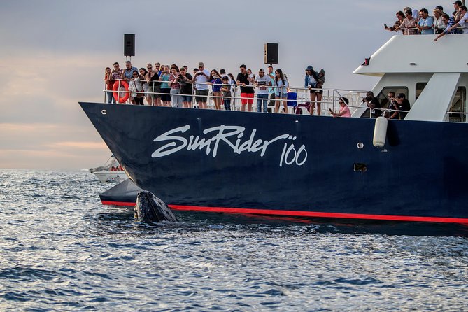 Whale Watching Dinner Cruise in Cabo San Lucas - Buffet dinner onboard: what the food experience feels like