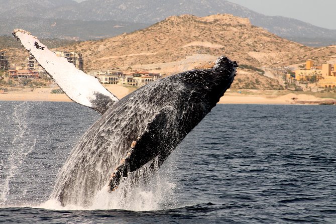 Whale Watching Dinner Cruise in Cabo San Lucas - Open bar all cruise: easy fun with a real limit