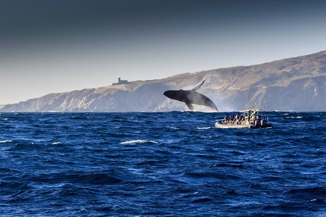 Whale Watching Dinner Cruise in Cabo San Lucas - The crew show and dance floor factor at the end