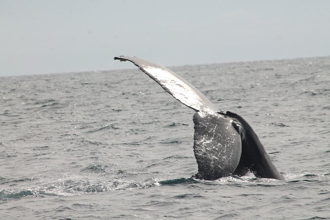 Whale Watching Dinner Cruise in Cabo San Lucas - Onboard comfort: cleanliness, room to move, and bathrooms