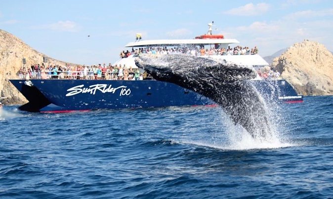 Whale Watching Dinner Cruise in Cabo San Lucas - Where you meet, when you board, and why it matters