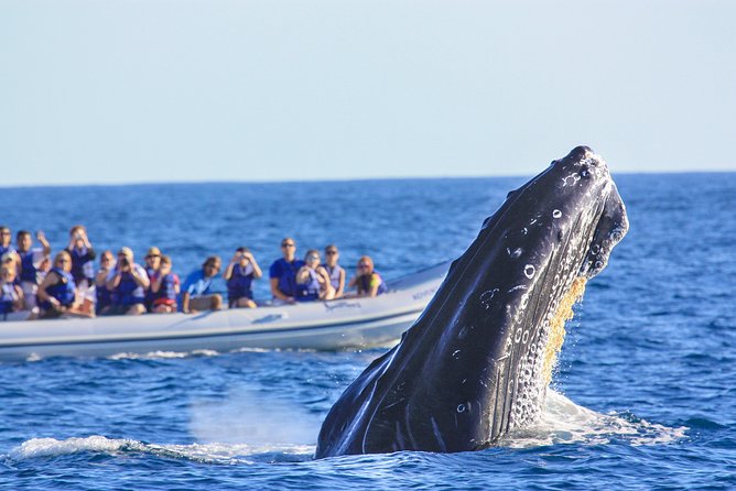 Whale Watching Experience - Why humpbacks in Banderas Bay feel different in winter