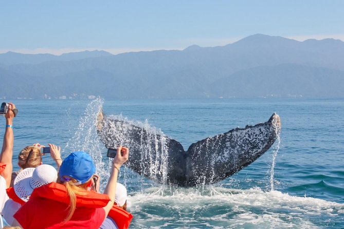 Whale Watching Experience - Hydrophones plus a guide: how to actually enjoy the sound