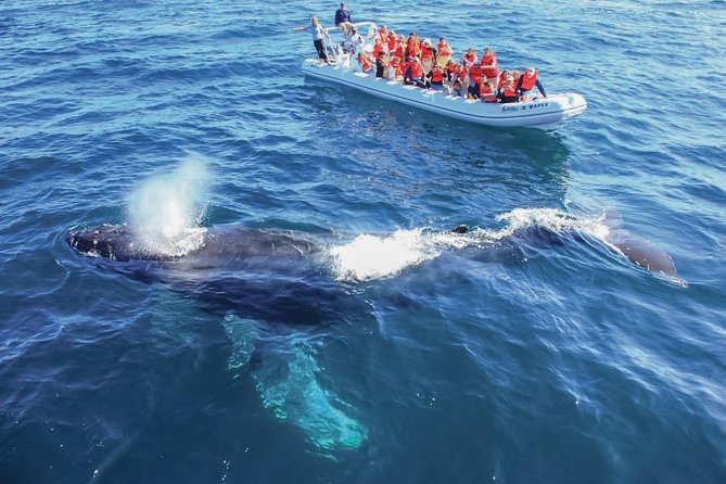 Whale Watching Experience - Before you see whales: the migration context that sets expectations