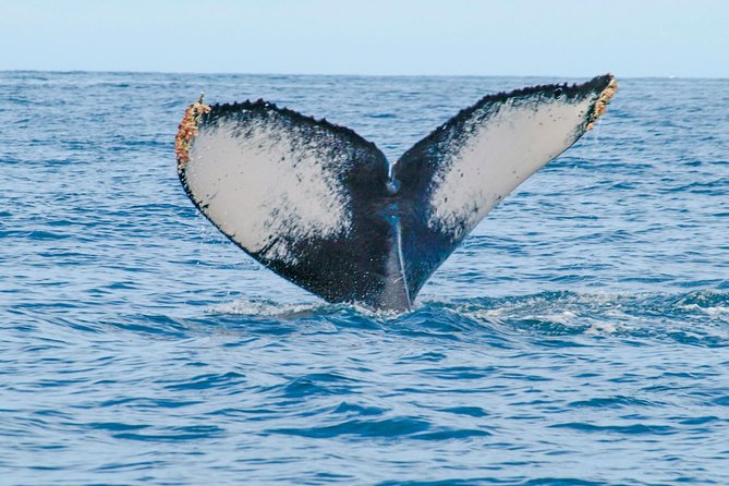 Whale Watching Experience - Spotting from the water: what you might see once you’re out there