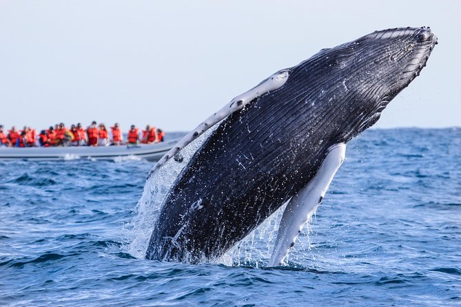 Whale Watching Experience - Comfort tips: cold wind, sunscreen, and the bathroom rule