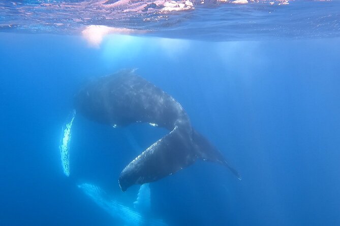 Whale Watching Experience in Cabo San Lucas - Private whale watching in Cabo: what makes it feel different