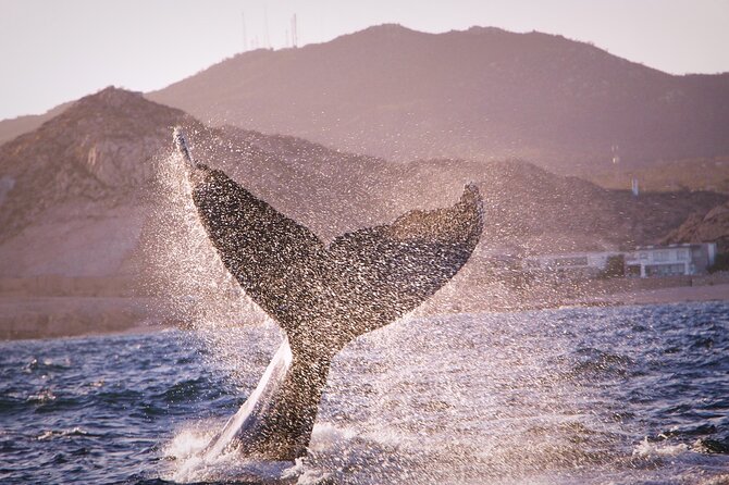 Whale Watching Experience in Cabo San Lucas - Stop 1: the Arch of Cabo San Lucas for photos that look like postcards