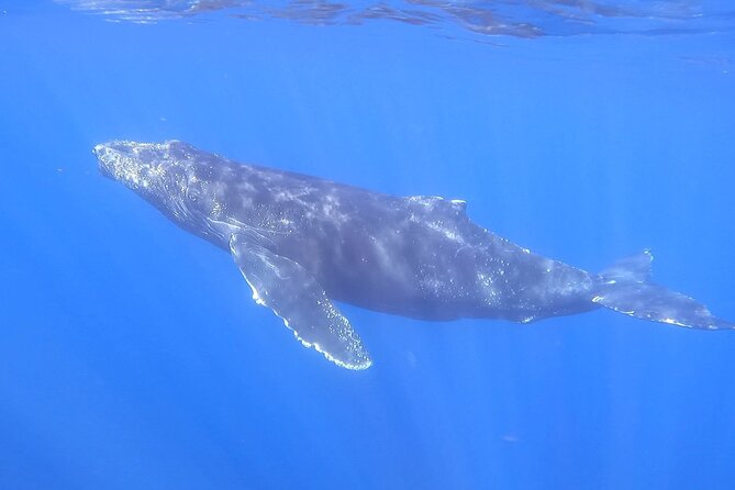 Whale Watching Experience in Cabo San Lucas - Stop 2: Pelican Rock, fish feeding, and why it matters for whale spotting