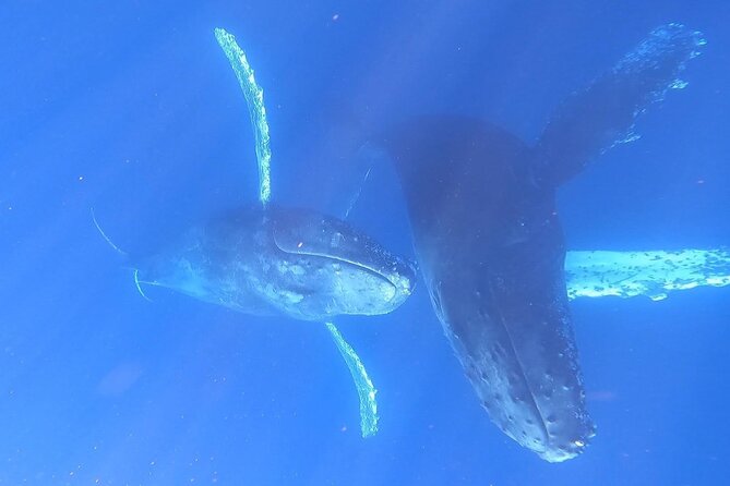 Whale Watching Experience in Cabo San Lucas - When the beach drop-off happens, and when it doesn’t