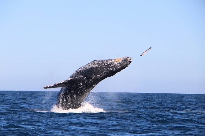 Whale Watching Experience in Cabo San Lucas - The whale watching part: what you can realistically expect
