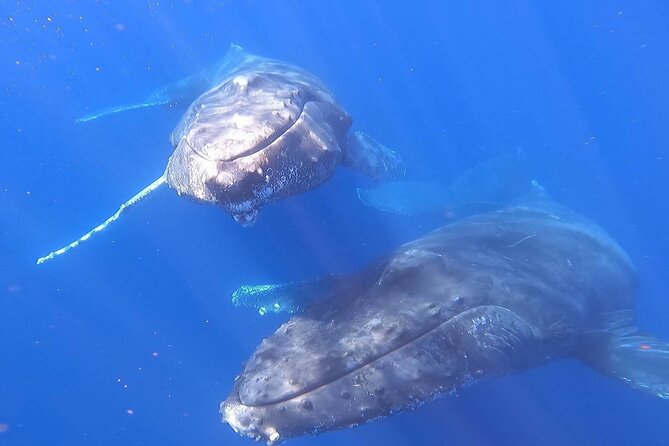 Whale Watching Experience in Cabo San Lucas - Photo and video help: more than just a free camera roll