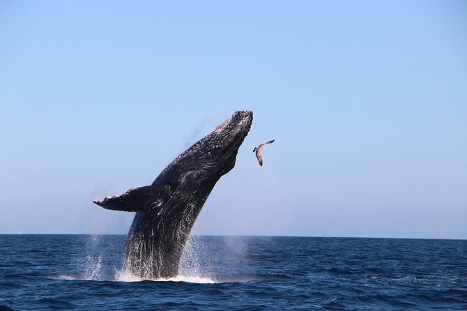 Whale Watching Experience in Cabo San Lucas - Getting to RogerSEABREEZE and what the start looks like