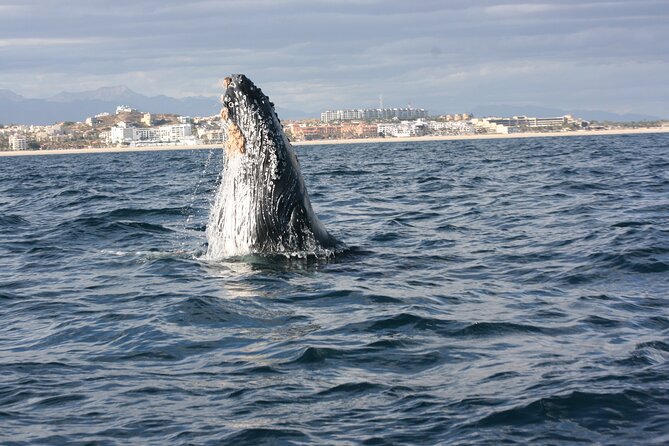 Whale Watching Group Tour in San Jose del Cabo - Key Highlights You Will Care About