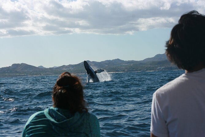 Whale Watching Group Tour in San Jose del Cabo - The 2-Hour Whale-Watching Pattern: What the Time Actually Goes To