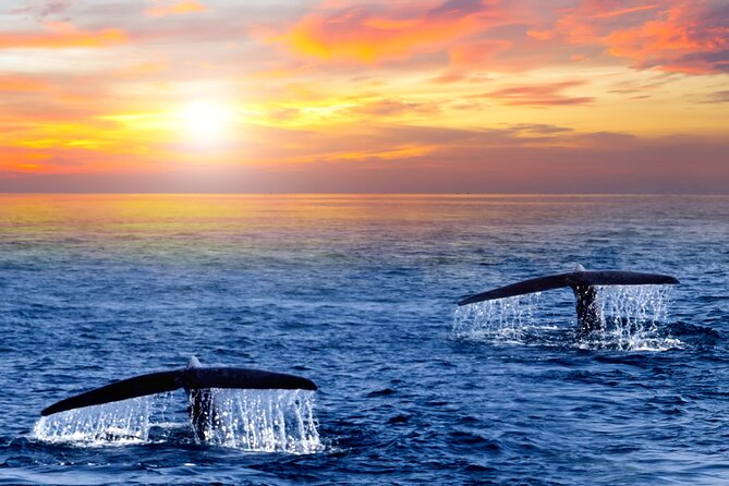 Whale Watching Group Tour in San Jose del Cabo - Your Underwater Bonus: Hydrophone Moments and Guide Stories