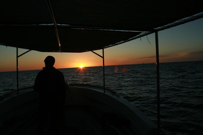 Whale Watching Group Tour in San Jose del Cabo - What You’re Likely to See: Humpbacks, Grays, Calves, and Escorts