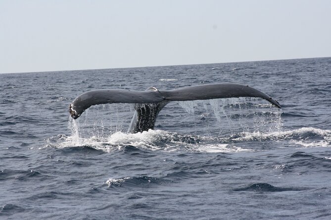 Whale Watching Group Tour in San Jose del Cabo - Photos and Snacks: The Small Stuff That Makes It Feel Easy