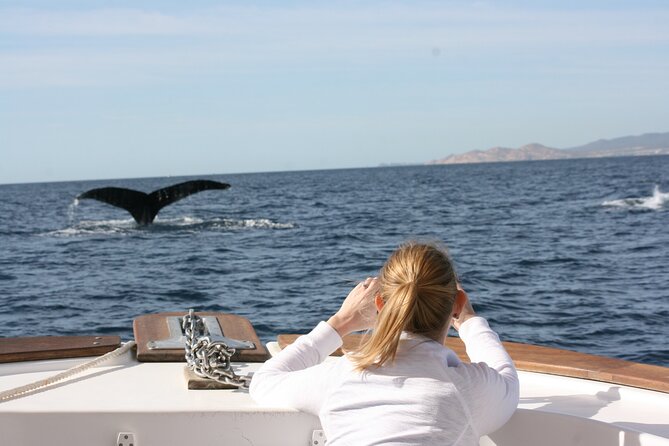 Whale Watching Group Tour in San Jose del Cabo - A Quick Reality Check: What Could Go Wrong