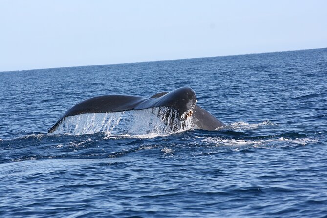 Whale Watching Group Tour in San Jose del Cabo - Who This Tour Fits Best (and Who Might Prefer Another Option)