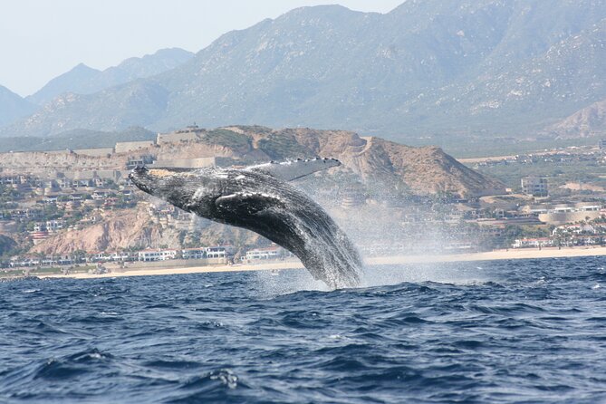 Whale Watching Group Tour in San Jose del Cabo - Getting Onboard: The Small-Group Feel and Where You Start