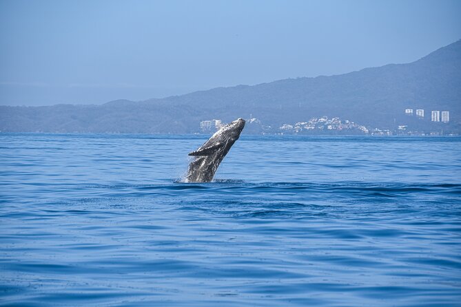 Whale Watching Guaranteed Experience in Puerto Vallarta - High-speed boat rides that actually change your whale odds