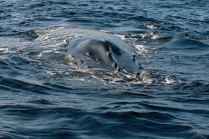 Whale Watching Guaranteed Experience in Puerto Vallarta - Lunch, snacks, and the reality of small-boat seating