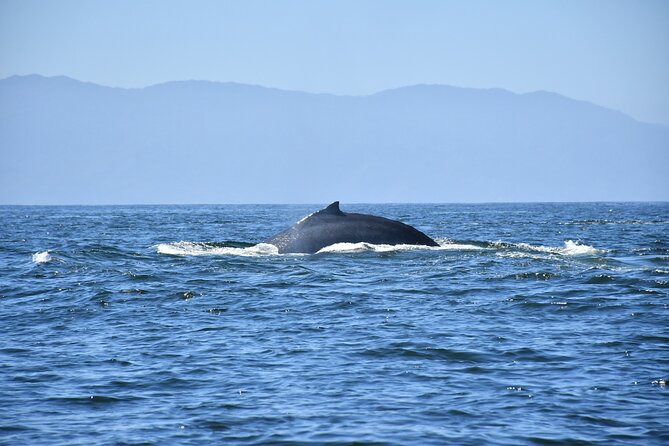 Whale Watching Guaranteed Experience in Puerto Vallarta - The guides: names you will hear and why their role matters