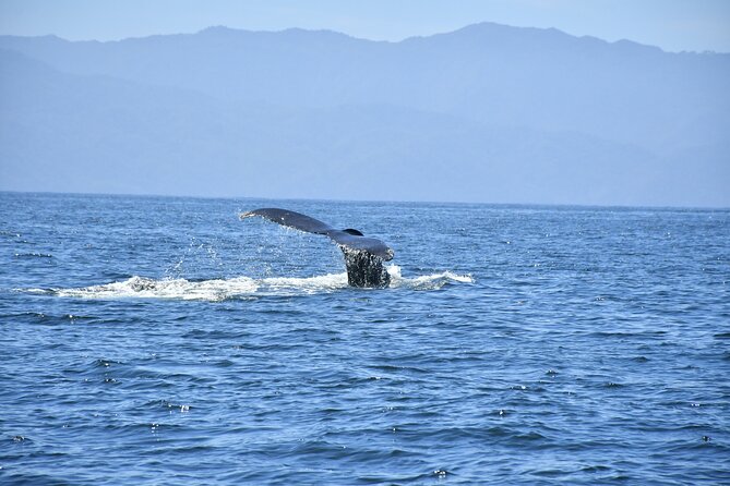 Whale Watching Guaranteed Experience in Puerto Vallarta - Guaranteed style whale watching, with weather and headcount in the mix