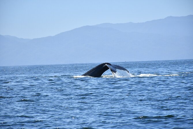 Whale Watching Guaranteed Experience in Puerto Vallarta - Price value: is $99 worth it for what you get?