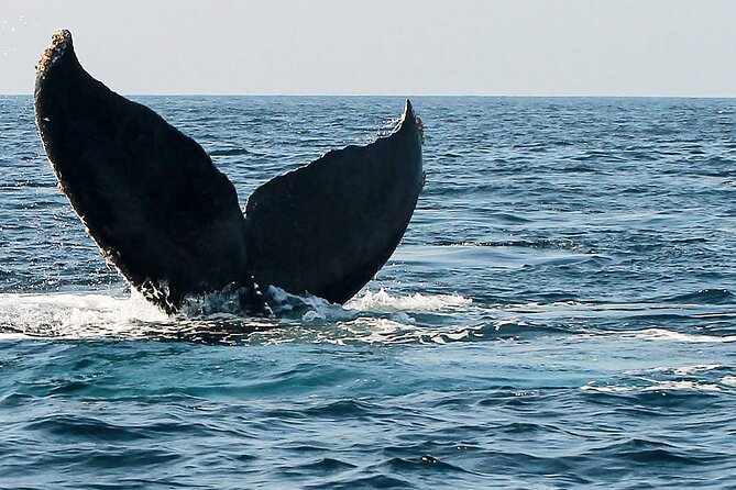Whale Watching Guaranteed Experience in Puerto Vallarta - Where the tour starts in Puerto Vallarta (and why the meeting point matters)