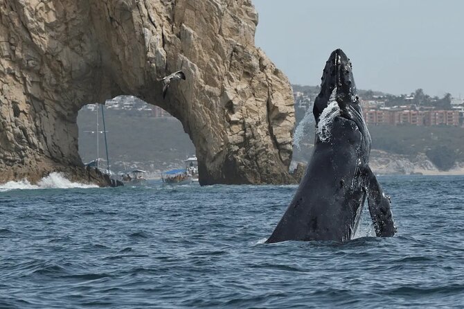 Whale Watching in Cabo: 2-Hour Small Group Tour to The Arch - Key things I’d bookmark before you go
