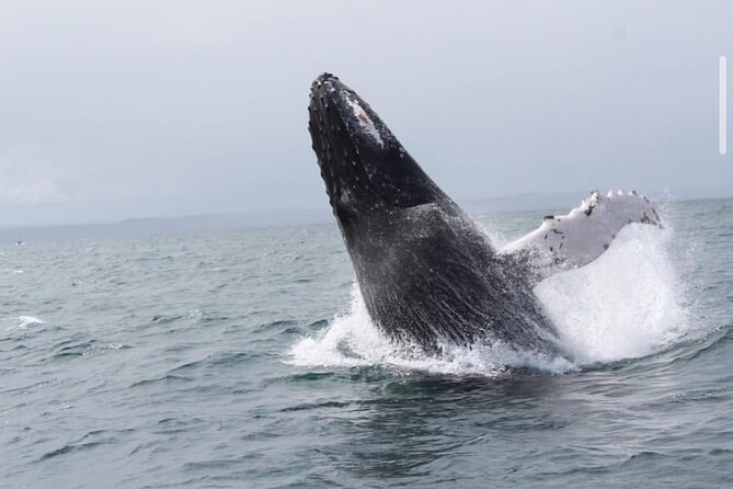 Whale Watching in Cabo: 2-Hour Small Group Tour to The Arch - Cabo’s coastline on a boat: El Arco, Lover’s Beach, and Land’s End in one run