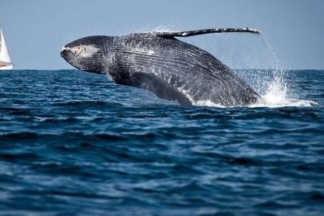 Whale Watching in Cabo: 2-Hour Small Group Tour to The Arch - The “Aquarium of the World” waters: what the Sea of Cortez means for you