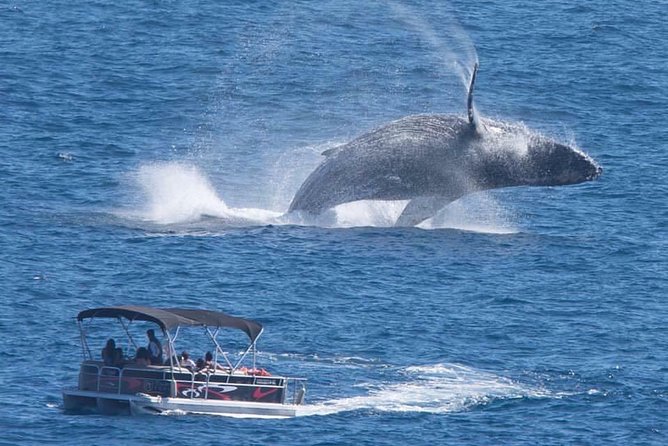 Whale Watching in Cabo San Lucas on board our Luxury Trimaran! - What This Cruise Actually Feels Like on the Water