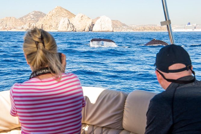 Whale Watching in Cabo San Lucas on board our Luxury Trimaran! - Key Points You Should Care About