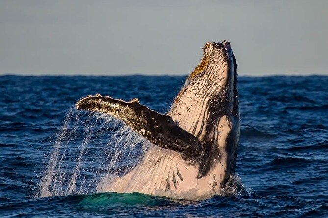 Whale Watching in Cabo San Lucas on board our Luxury Trimaran! - The Season Reality Check: January to April