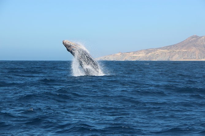 Whale Watching in Cabo San Lucas on board our Luxury Trimaran! - Your Guide Matters: Sergio and the Importance of Good Spotting