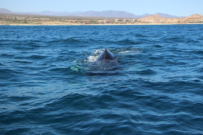 Whale Watching in Cabo San Lucas on board our Luxury Trimaran! - Comfort and Safety: Life Jackets and Practical On-Board Tips