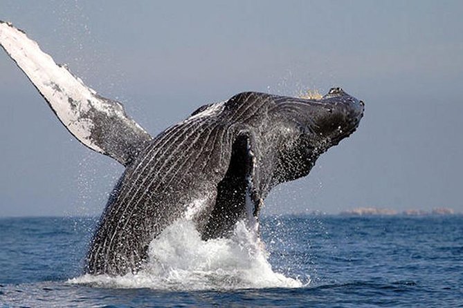Whale Watching in Cabo San Lucas: Sightseeing Cruise and Shopping - How This Cabo Whale Watch Combo Fits Your Time (4 Hours, Real Value)