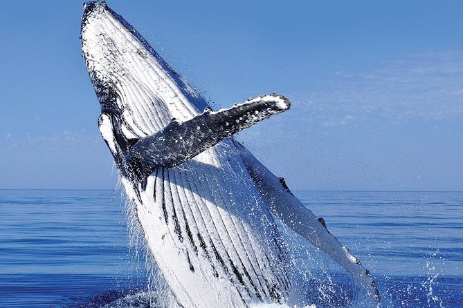 Whale Watching in Cabo San Lucas: Sightseeing Cruise and Shopping - Cabo San Lucas Shopping for 30 Minutes: Best for Souvenirs, Not Big Errands