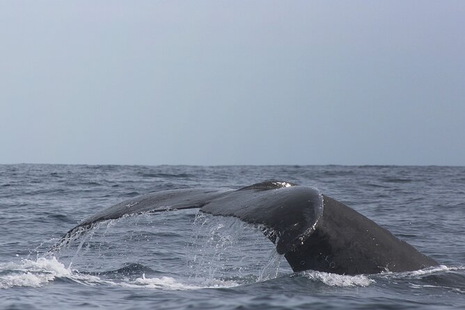 Whale Watching in Cabo San Lucas: Sightseeing Cruise and Shopping - The Beach Option: Weather-Dependent, So Dress Like You Might Get On the Water