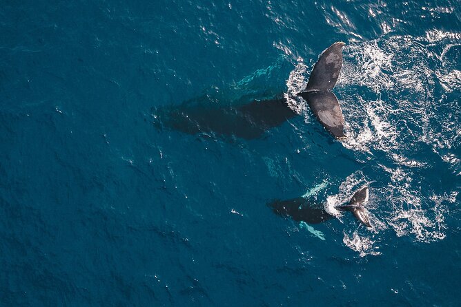 Whale Watching in Cabo San Lucas: Sightseeing Cruise and Shopping - Price, Tickets, and What You Should Budget Beyond $115
