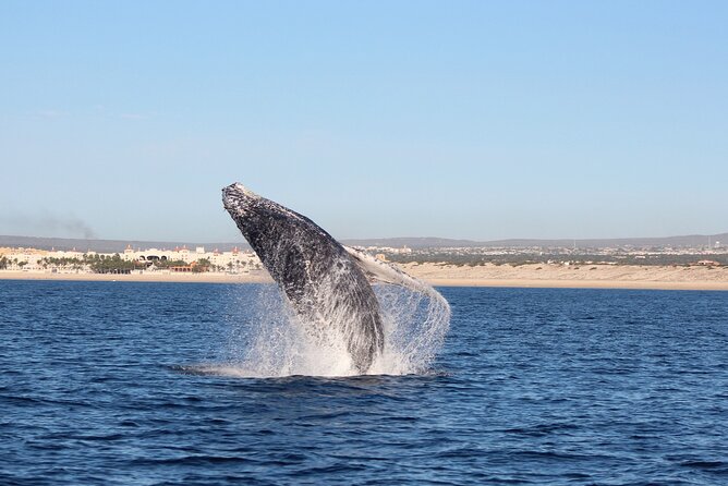 Whale Watching in Cabo San Lucas: Sightseeing Cruise and Shopping - Who This Tour Works Best For (And Who Might Want Another Plan)
