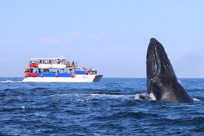 Whale Watching in Puerto Vallarta - Key things you will notice right away